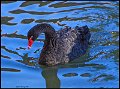 _5SB7928 black swan